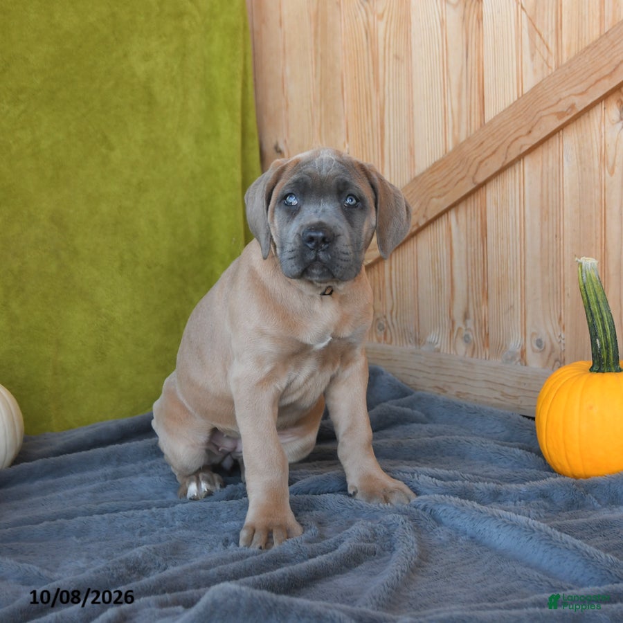 Cane Corso dogs Crystal - Ad 2