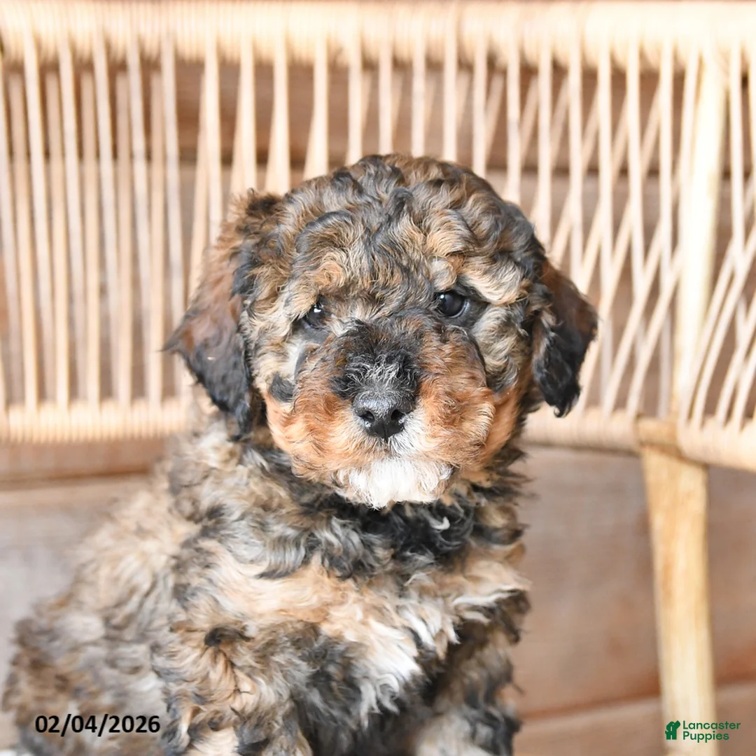 Mini Bernedoodle dogs for sale: Pebbles - Ad 2