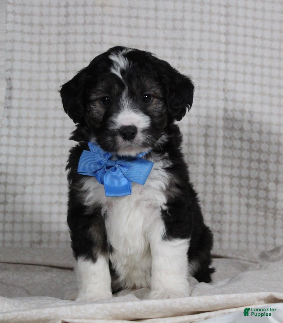 Mini Aussiedoodle dogs Omar - Ad 19