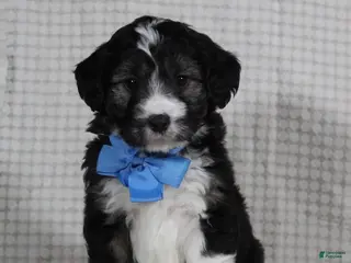 Mini Aussiedoodle dogs Omar - Ad 4