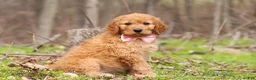 Goldendoodle dogs for sale: Noelle - Ad 3