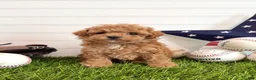 Cavapoo dogs for sale: Bunt - Ad 3