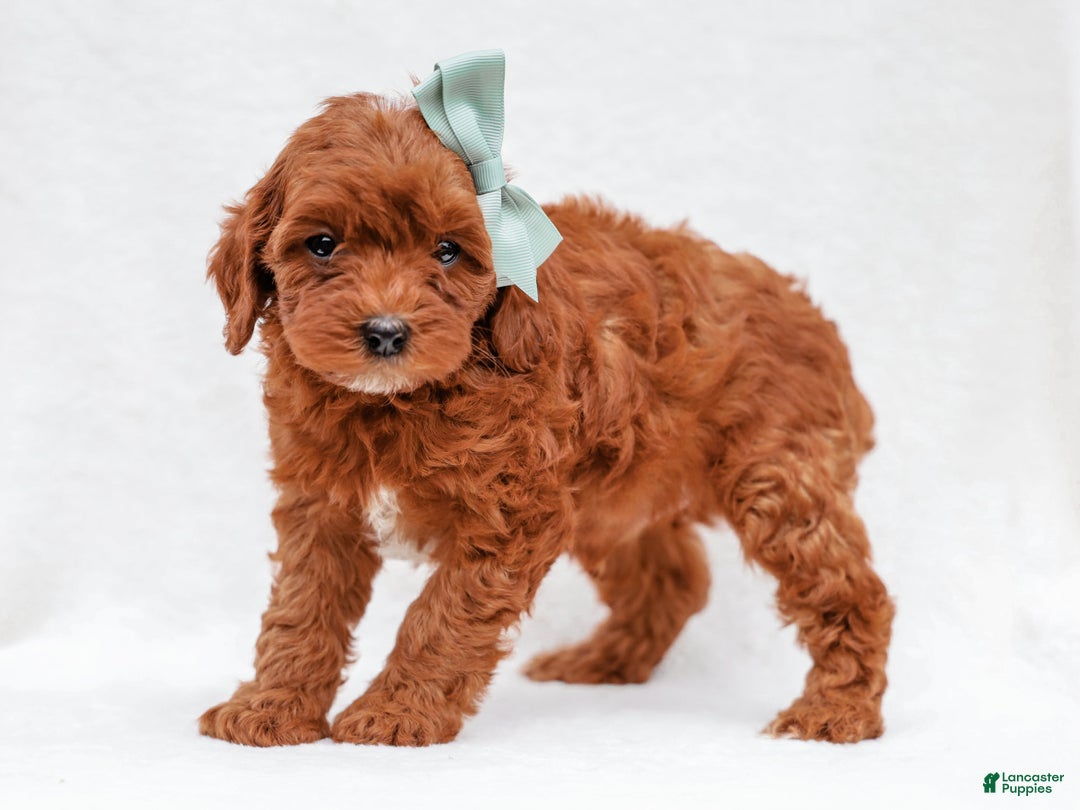 Cavapoo dogs for sale: Lance Cavapoo Pup - Ad 5