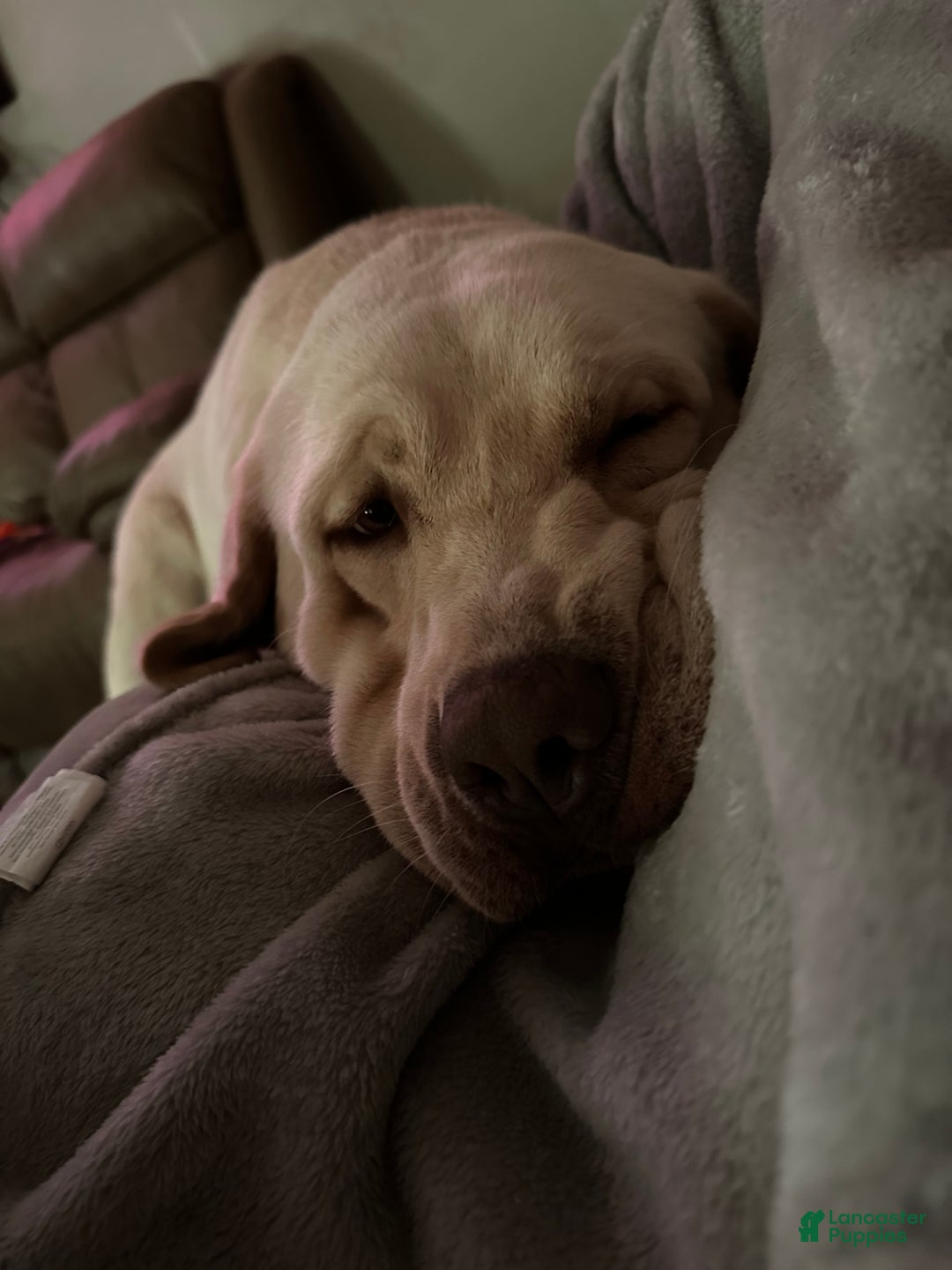 Labrador Retriever dogs for sale: Red - Ad 14