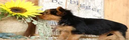 Morkie dogs for sale: Opal - Ad 3