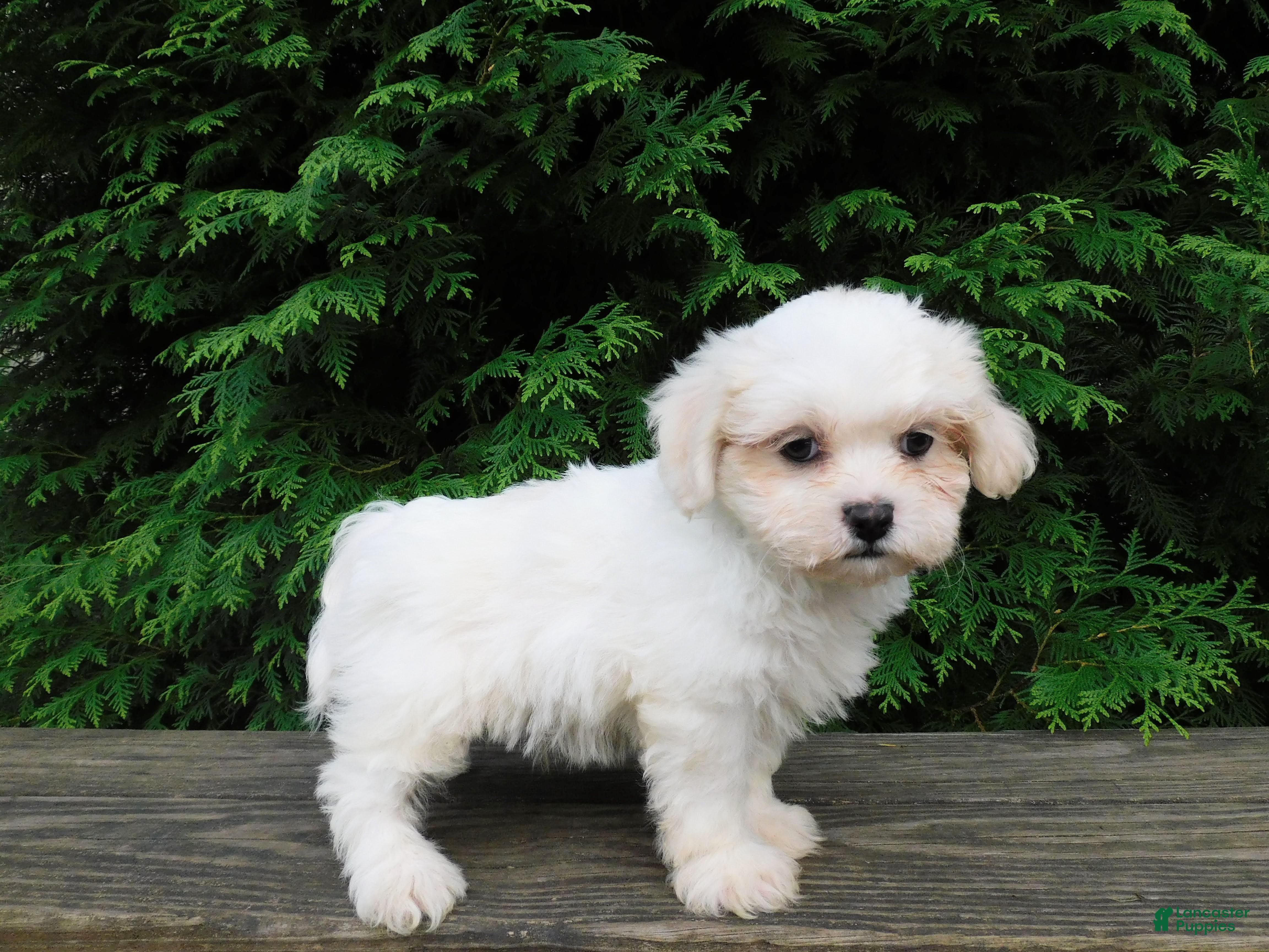 Teddy Bear dogs Kenton - Ad 2