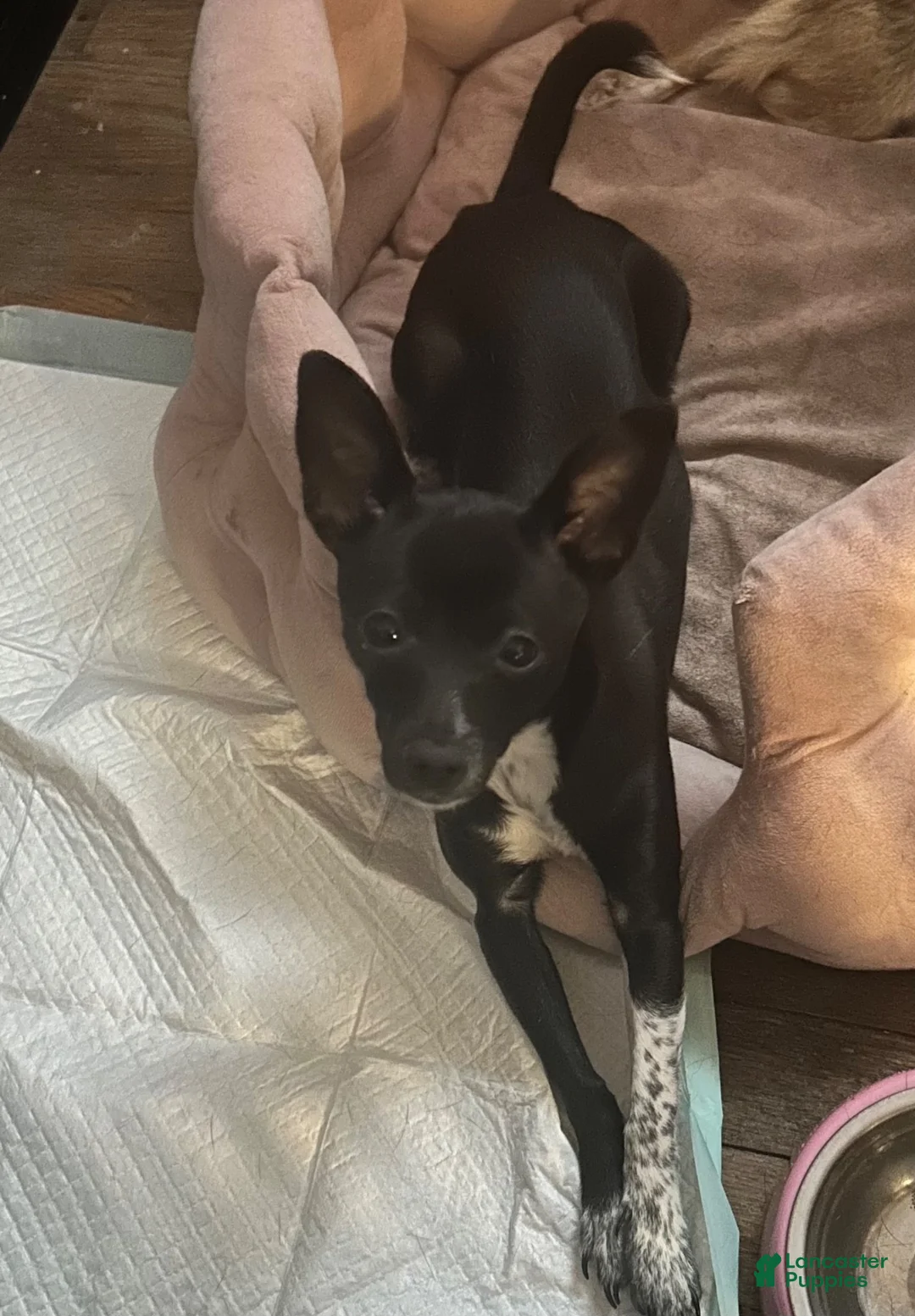 Chihuahua dogs for sale: Chihuahua 5 - Ad 2