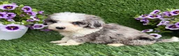 Mixed Breed dogs for sale: Bozo - Ad 2