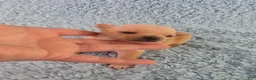 Chihuahua dogs for sale: AKC Ralph - Ad 3
