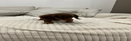 Miniature Dachshund dogs for sale: Stella - Ad 3