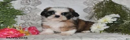 Shih Tzu dogs for sale: Chase - Ad 5
