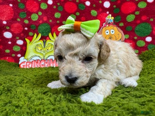 Toy Poodle dogs Toy Poodle Puppy 5 - Ad 31
