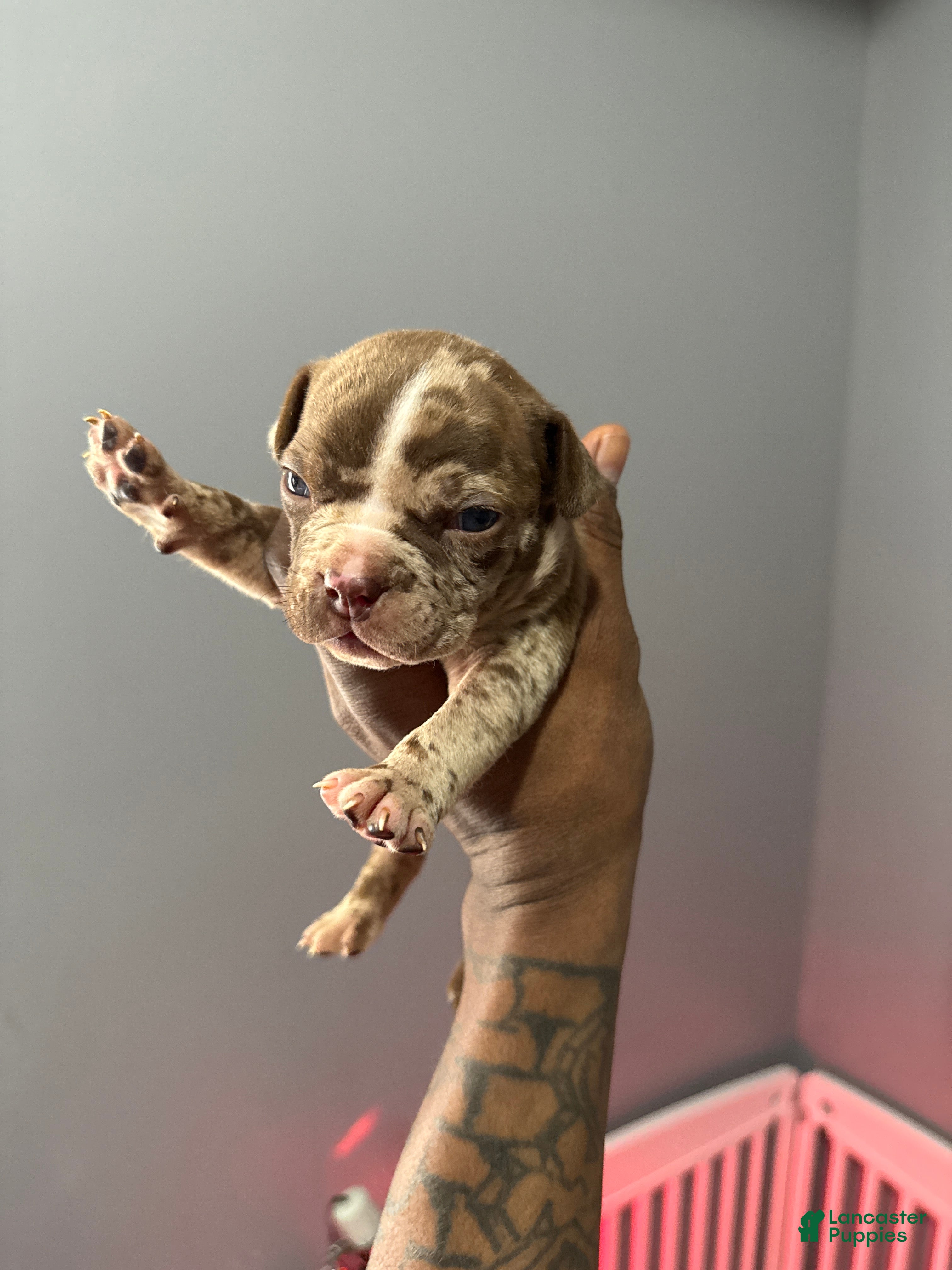 American Bully dogs American Bully Puppy 2 - Ad 40