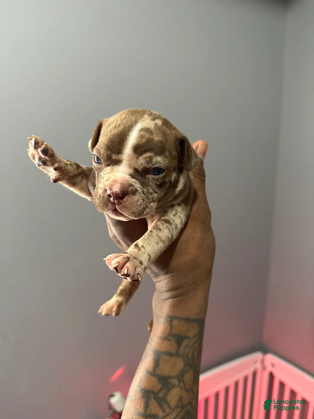 American Bully dogs for sale: American Bully Puppy 2 - Ad 1