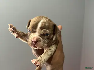 American Bully dogs American Bully Puppy 2 - Ad 10