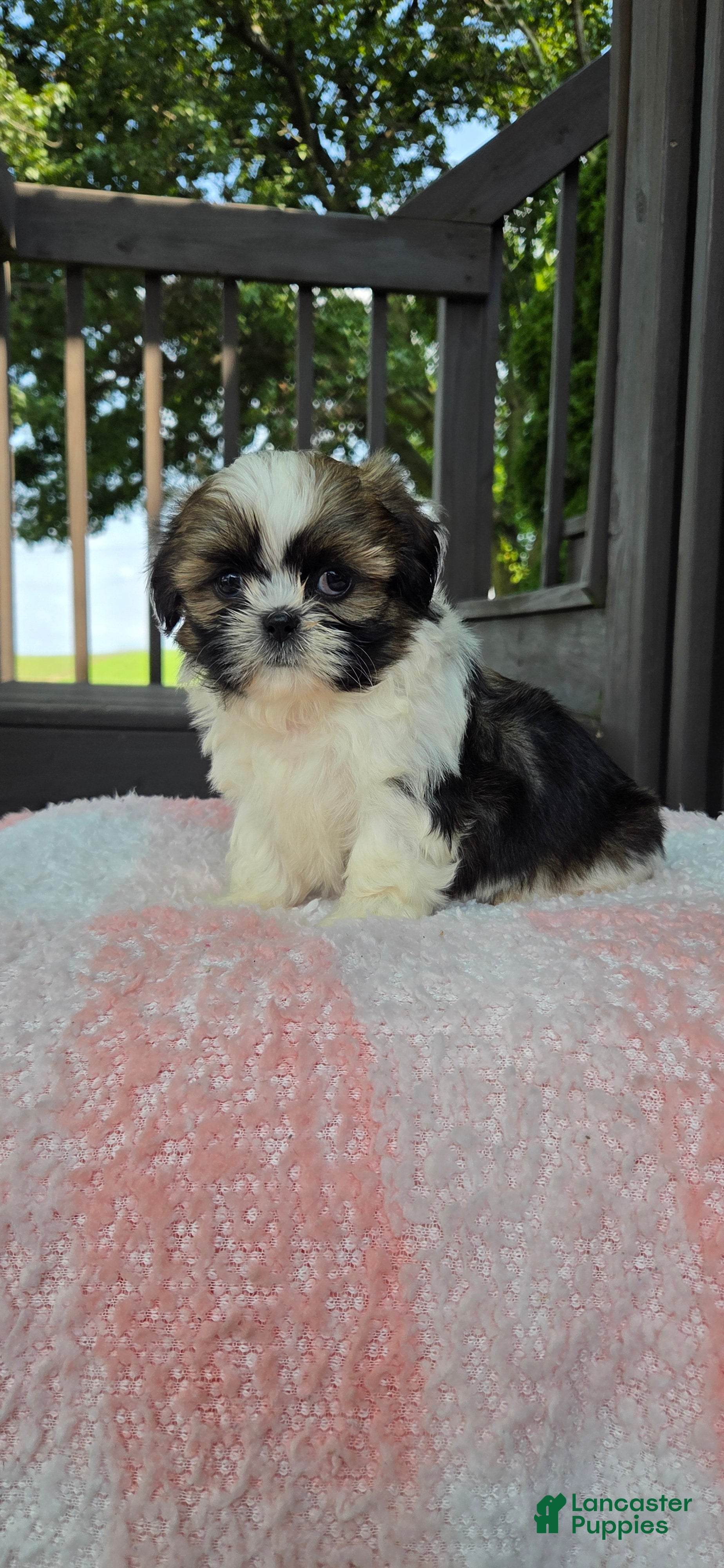 Shih Tzu dogs Octavia  - Ad 1