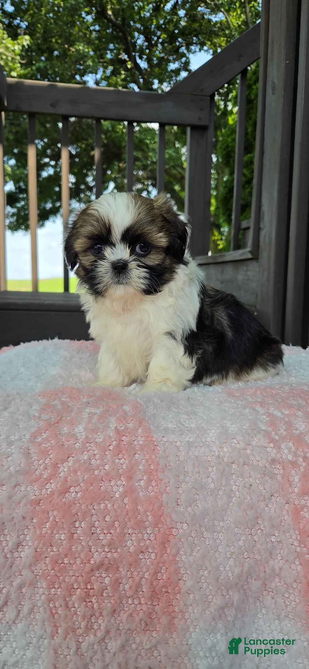 Shih Tzu dogs for sale: Octavia  - Ad 1