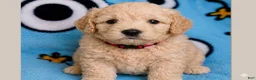 Mini Goldendoodle dogs for sale: Mini Goldendoodle Puppy 5 - Ad 1