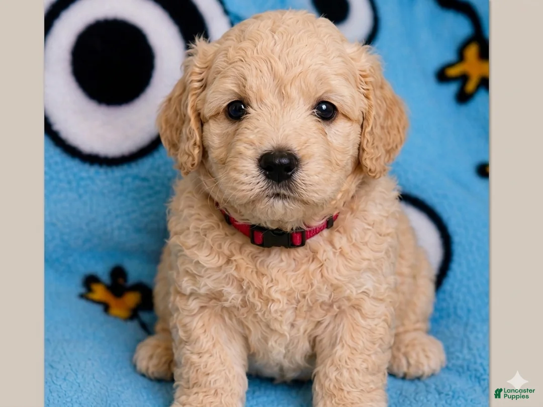 Mini Goldendoodle dogs for sale: Mini Goldendoodle Puppy 5 - Ad 1