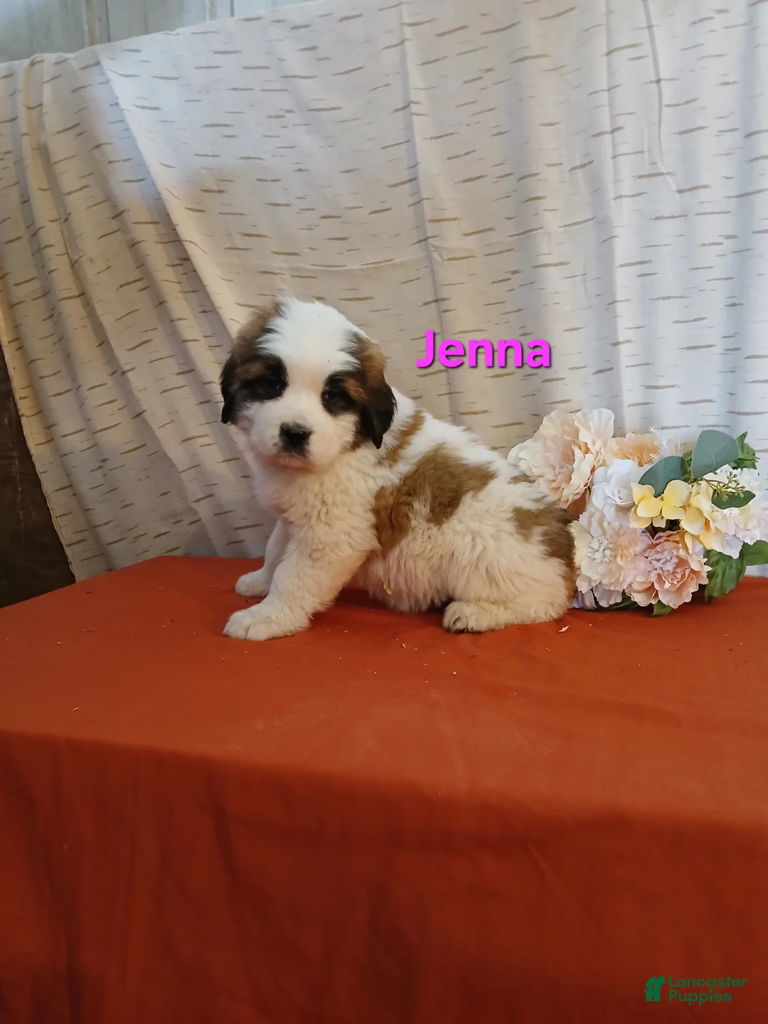 Saint Bernard dogs for sale: Jenna - Ad 1