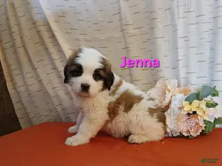Saint Bernard dogs Jenna - Ad 29