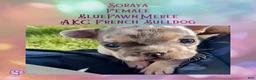 French Bulldog dogs for sale: Soraya, Female - Ad 6