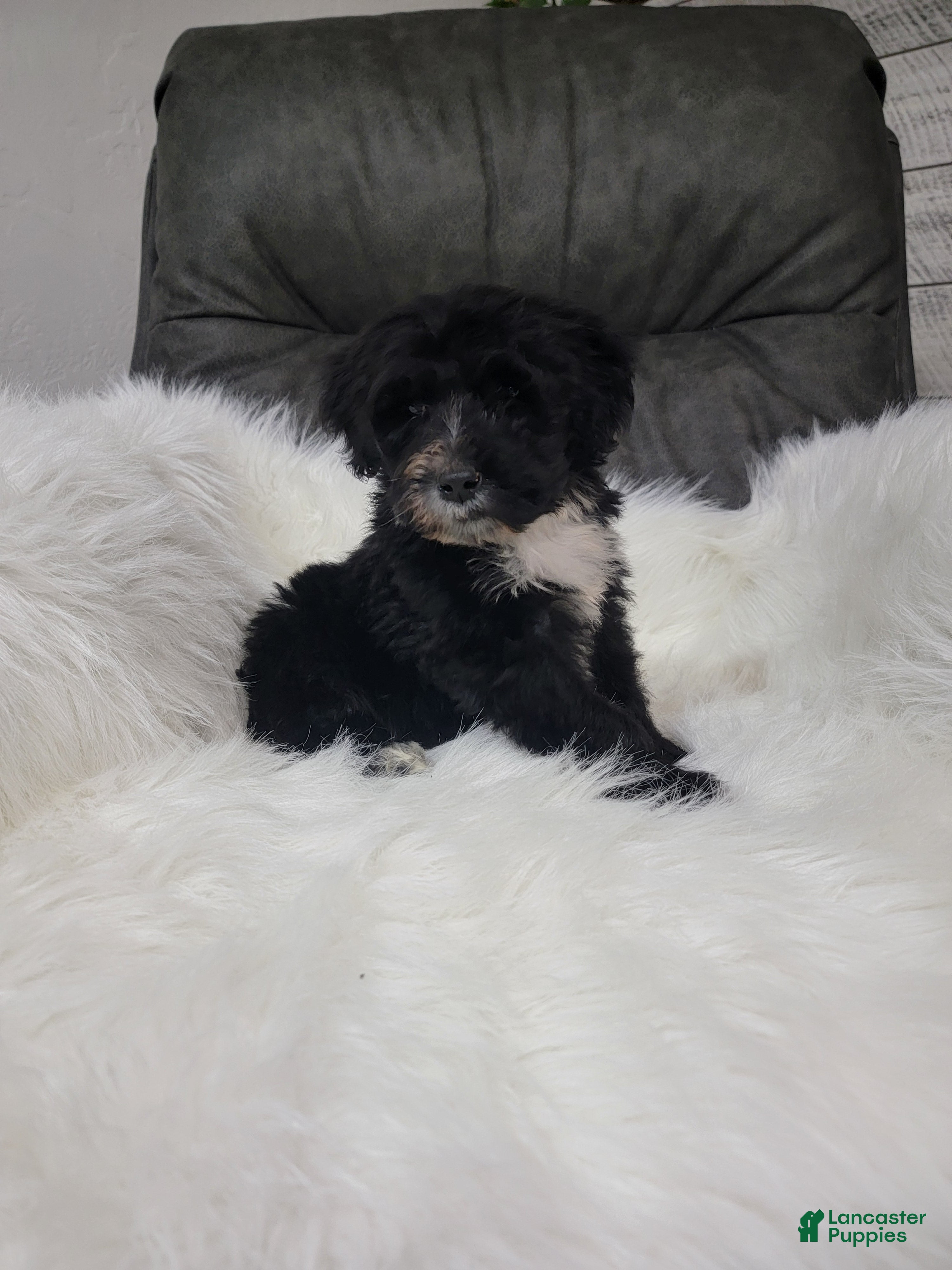 Portuguese Water Dog dogs for sale: Benji - Ad 2
