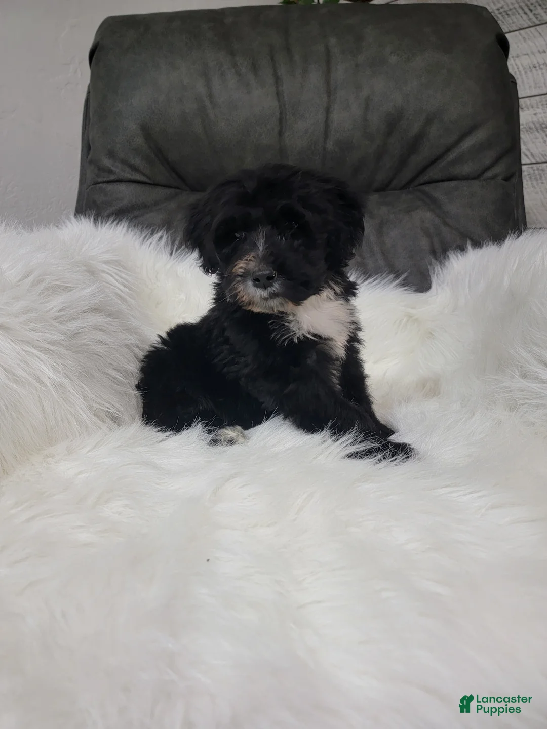 Portuguese Water Dog dogs for sale: Benji - Ad 1