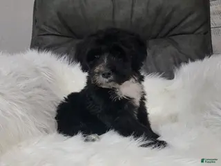 Portuguese Water Dog dogs for sale: Benji - Ad 2