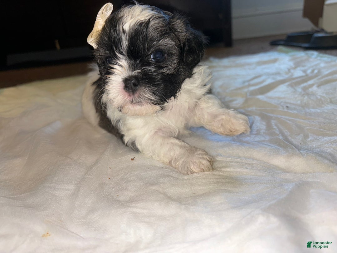 Shihpoo dogs for sale: Shihpoo Puppy 2 - Ad 2