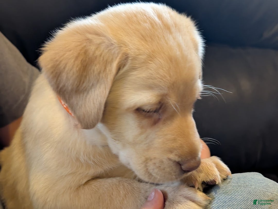 Labrador Retriever dogs for sale: Rylee - Ad 5