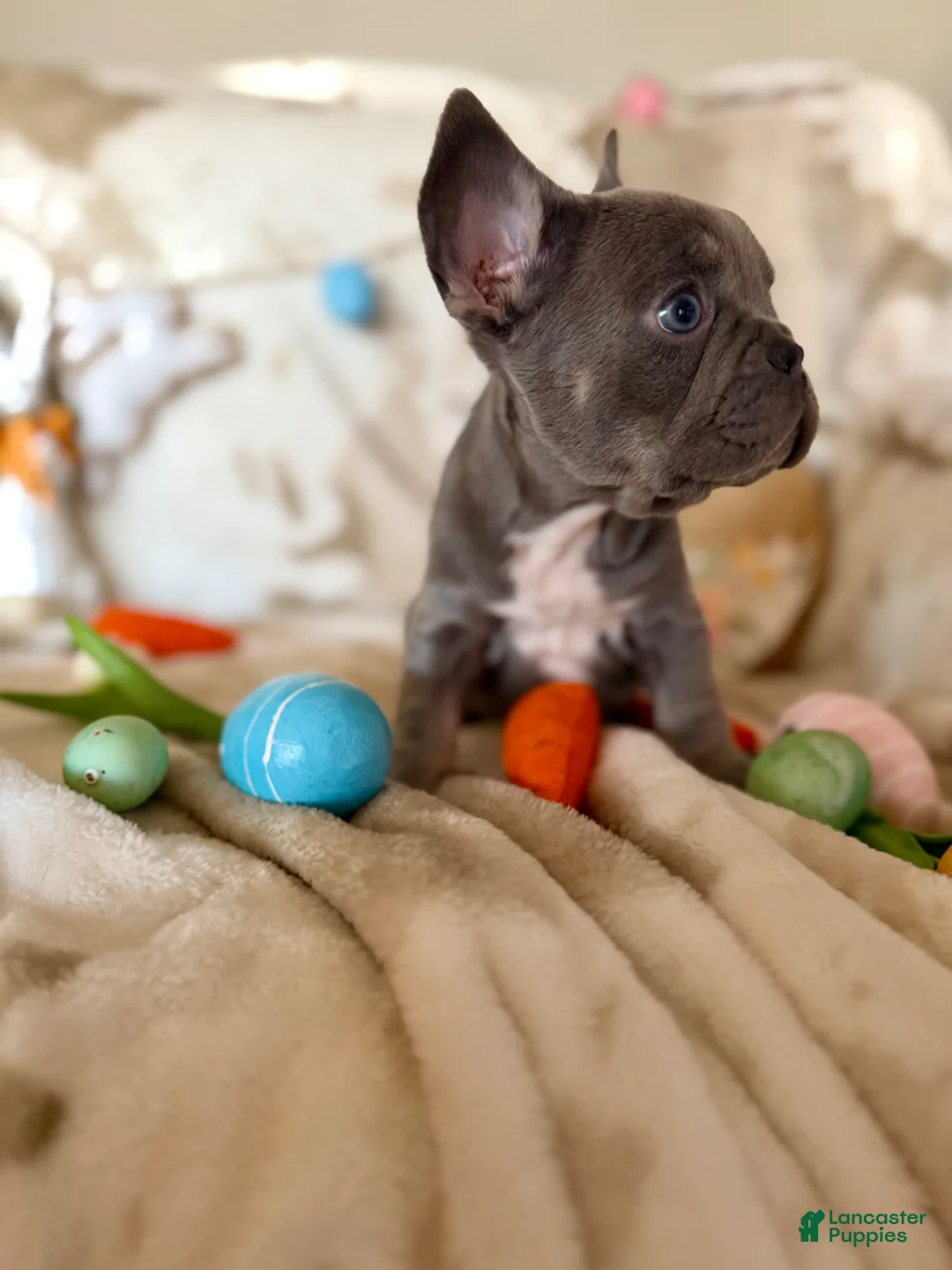 French Bulldog dogs for sale: French Bulldog Puppy 2 - Ad 3