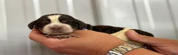 English Springer Spaniel dogs for sale: Reef  - Ad 10