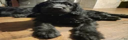 Labradoodle dogs for sale: Labradoodle blue collar - Ad 3
