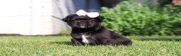 French Bulldog dogs for sale: Regina - Ad 4