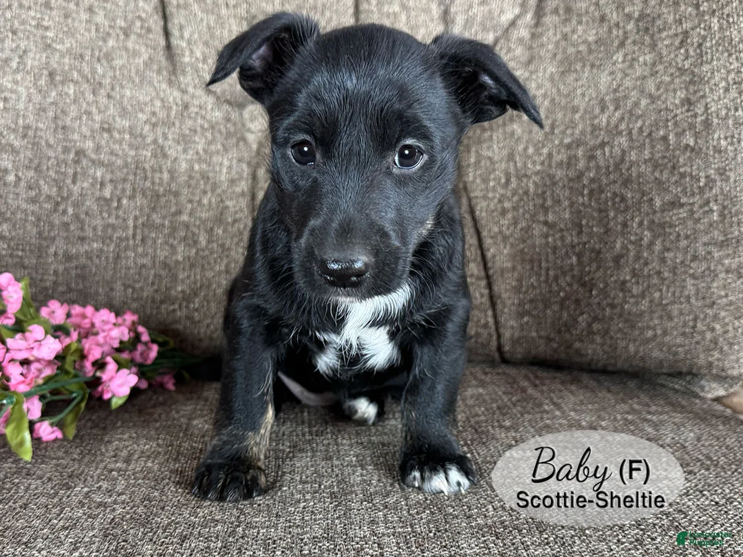 Mixed Breed dogs for sale: Baby - Ad 1