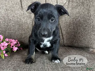 Mixed Breed dogs for sale: Baby - Ad 3