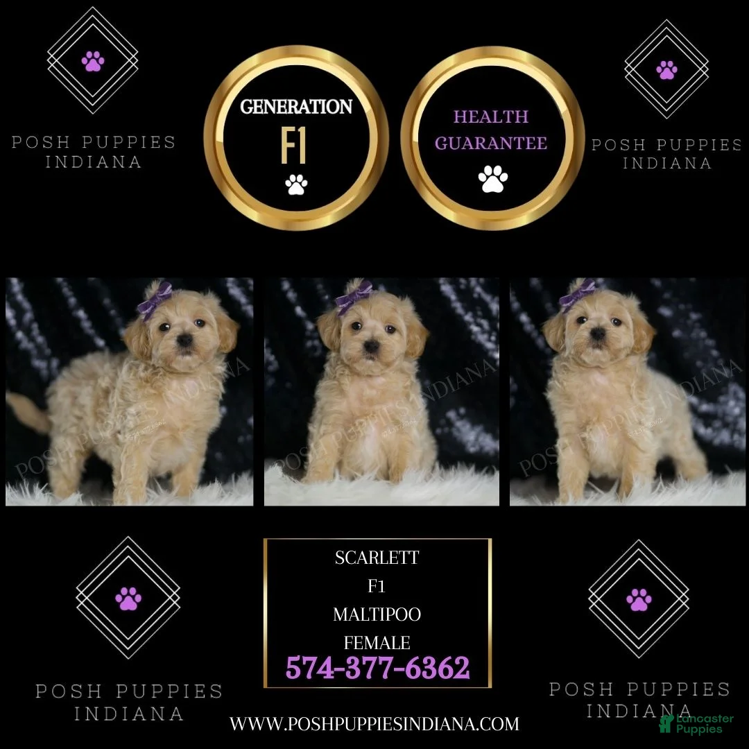 Maltipoo dogs for sale: Scarlett - Ad 2