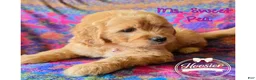 Goldendoodle dogs for sale: Sweet Pea - Ad 2