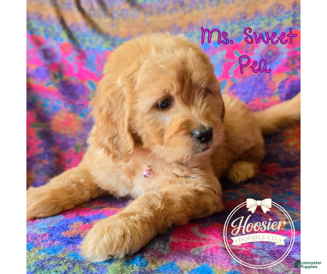 Goldendoodle dogs for sale: Sweet Pea - Ad 2