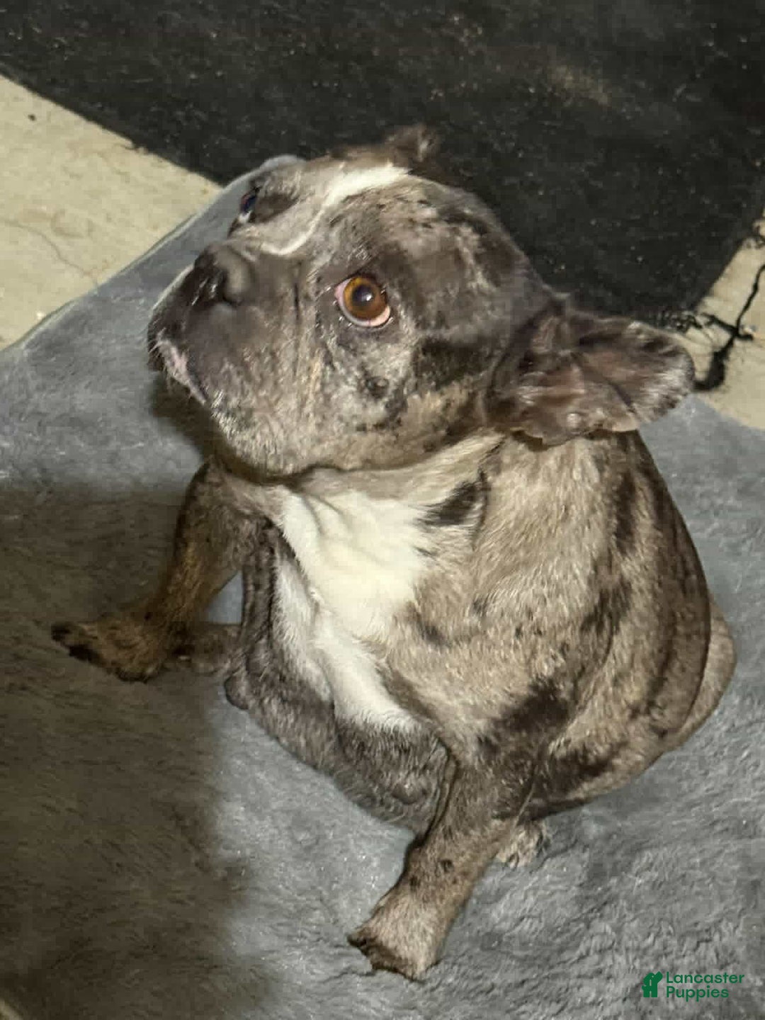 French Bulldog dogs for sale: Brownie - Ad 2