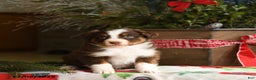Australian Shepherd dogs for sale: Avalon - Ad 2