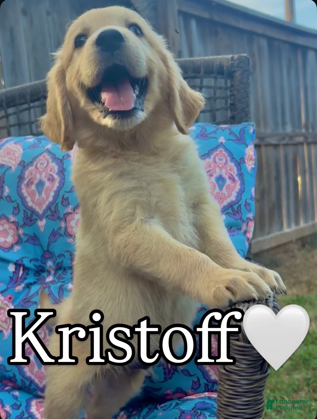 Golden Retriever dogs for sale: Kristoff - Ad 1