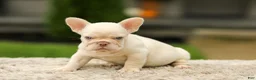 French Bulldog dogs for sale: Ace - Platinum - Ad 4