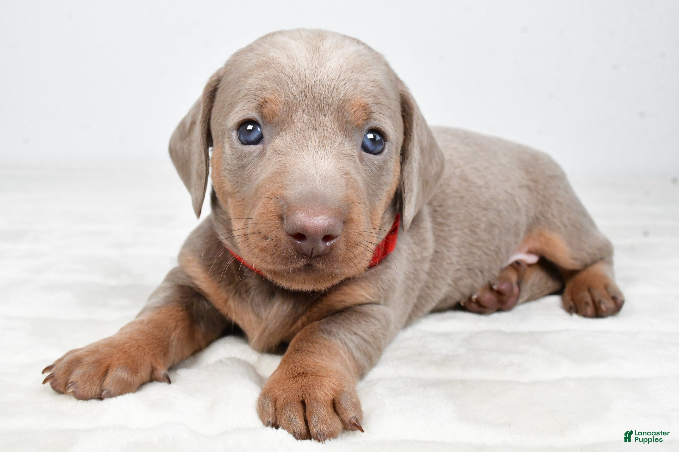 Miniature Dachshund dogs Austin - Ad 1