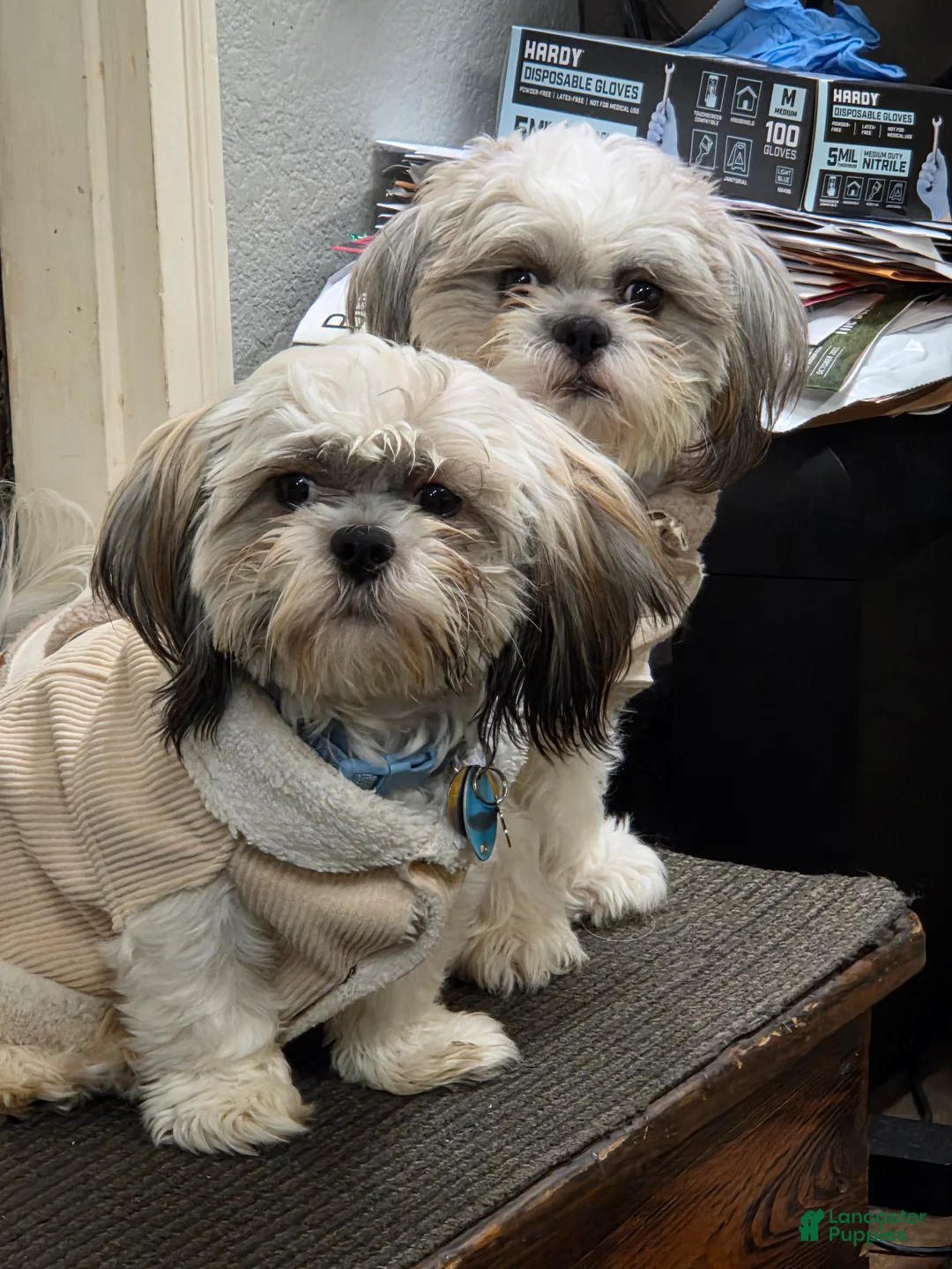Shih Tzu dogs for sale: Shih Tzu Puppy 1 - Ad 2