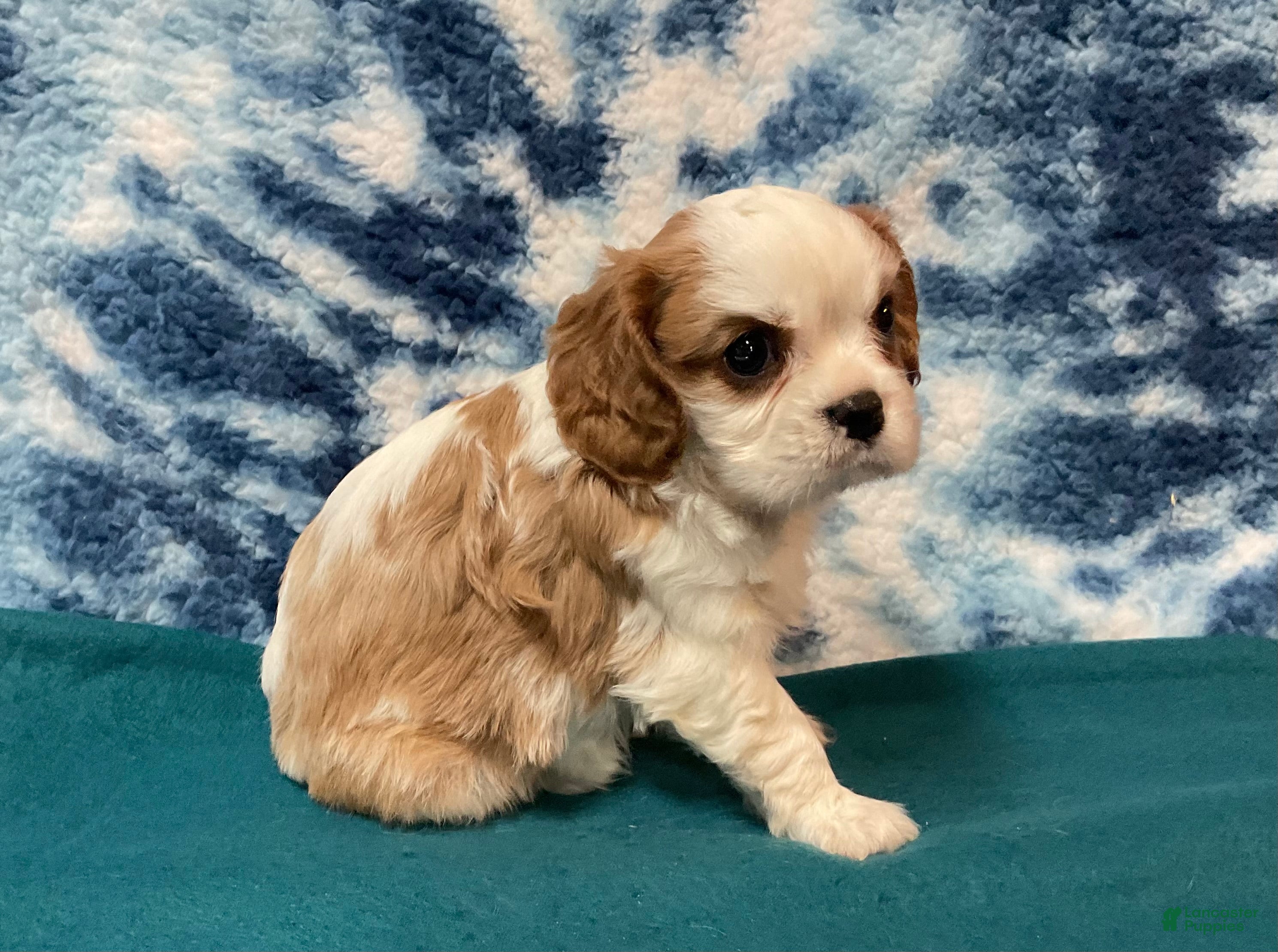 Cavalier King Charles Spaniel dogs Cavalier King Charles Spaniel Puppy 1 - Ad 1