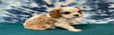 Cavalier King Charles Spaniel Puppy 1