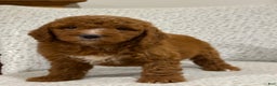 Goldendoodle dogs for sale: Peggy - Ad 8