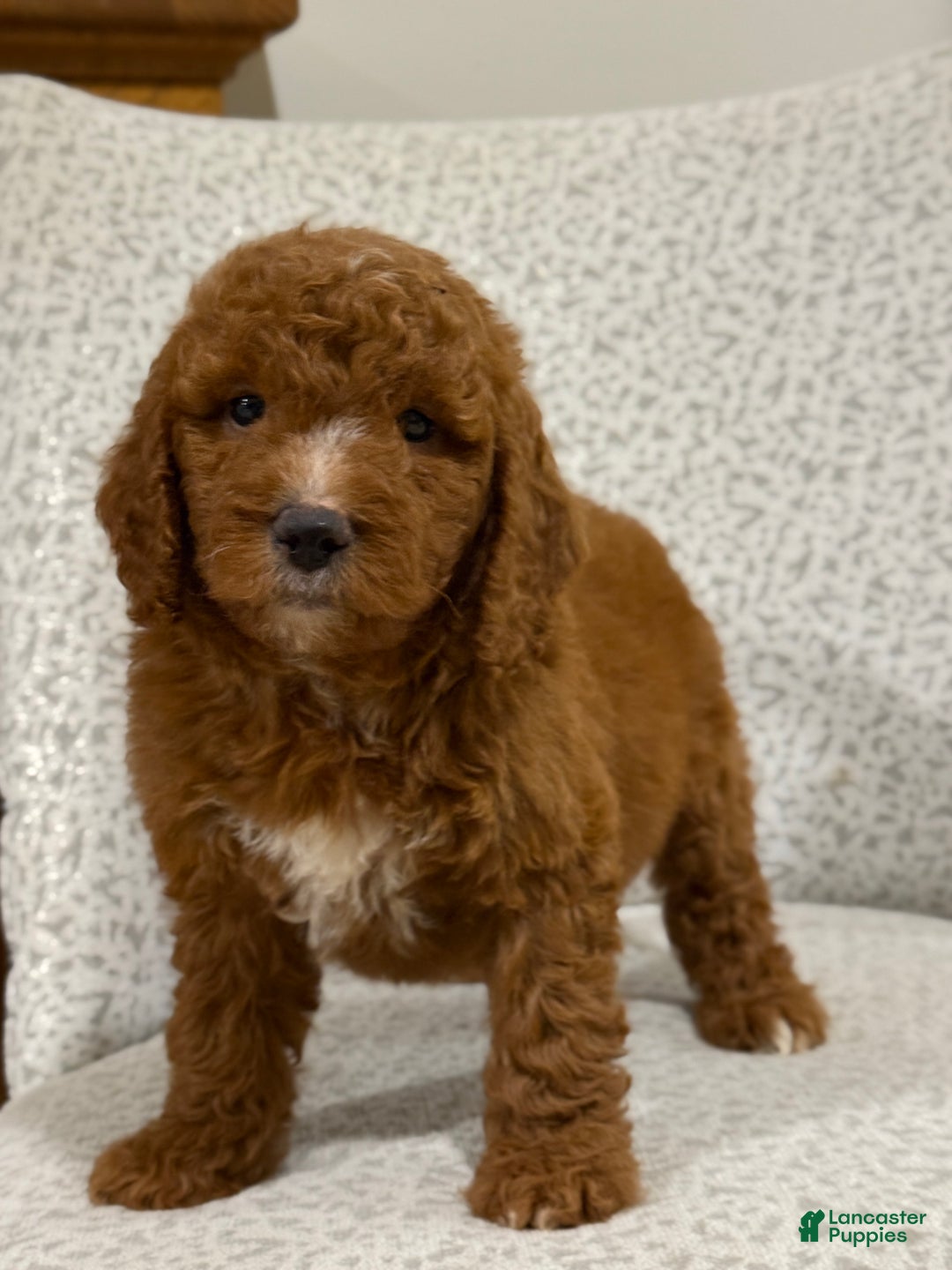 Goldendoodle dogs for sale: Peggy - Ad 8